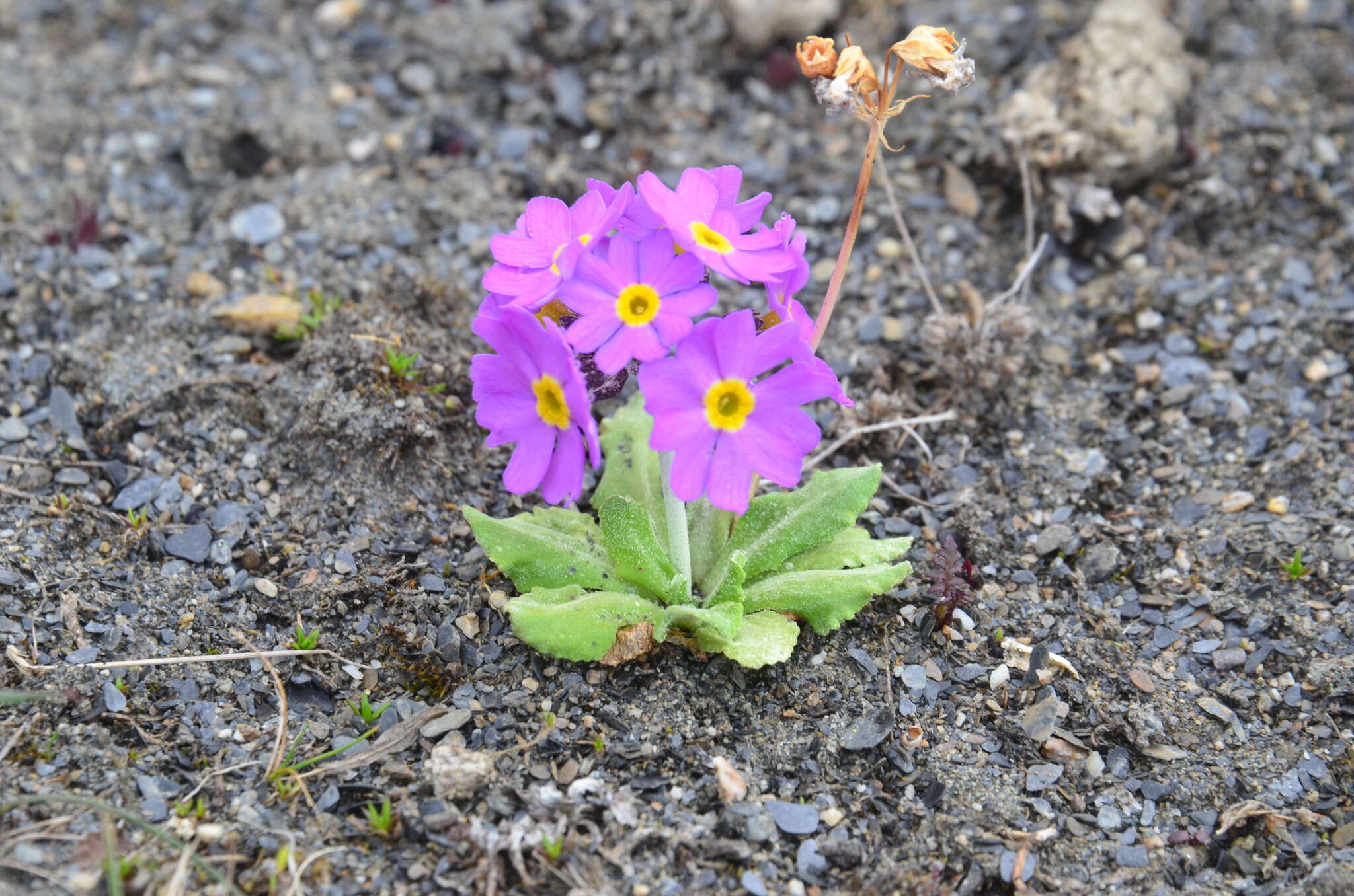 Primula borealis Duby resmi