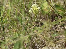 Scutellaria supina L.的圖片