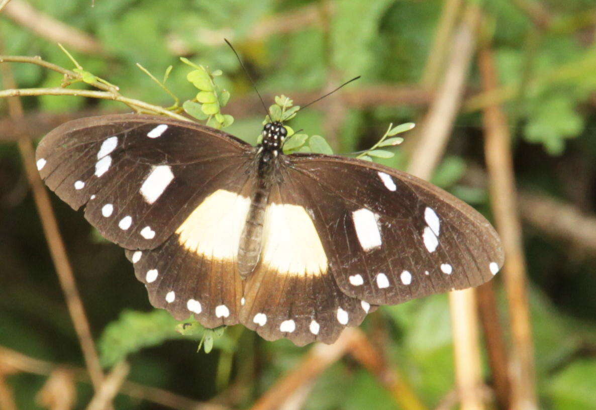 Image of White-banded Swallowtail