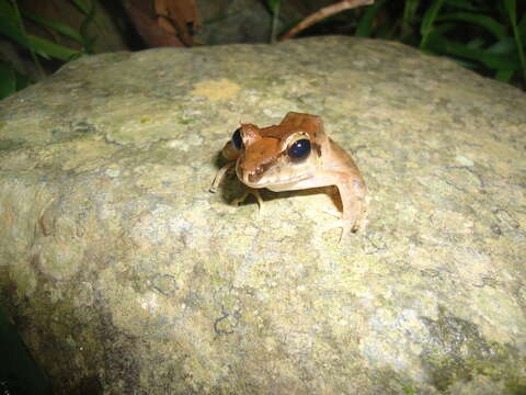 Image of Robber Frog