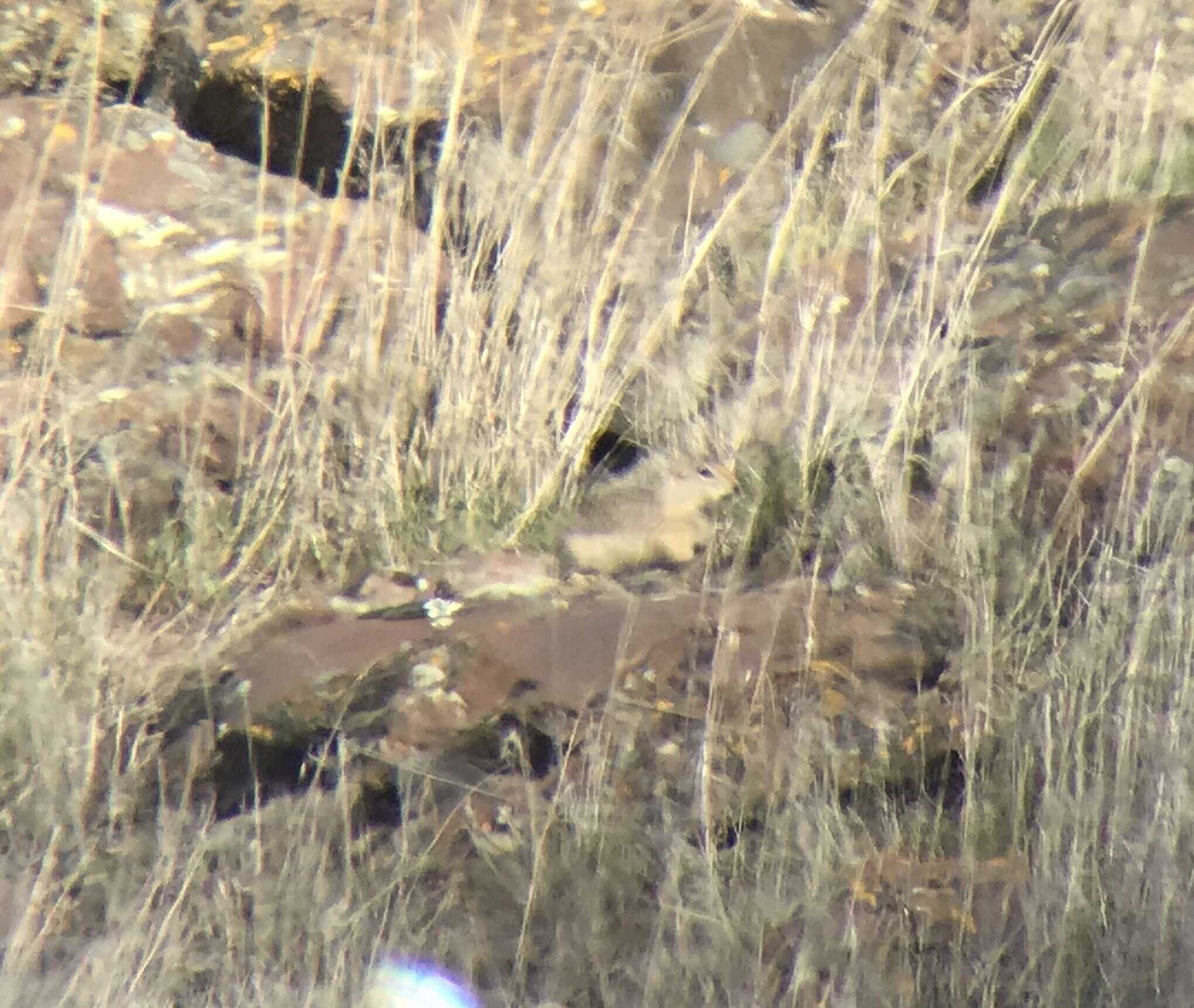 Image of Washington ground squirrel