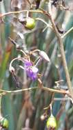 Image of Dianella revoluta var. divaricata (R. Br.) R. J. F. Hend.