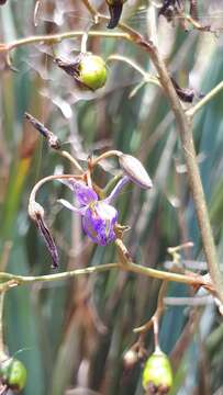 Слика од Dianella revoluta var. divaricata (R. Br.) R. J. F. Hend.