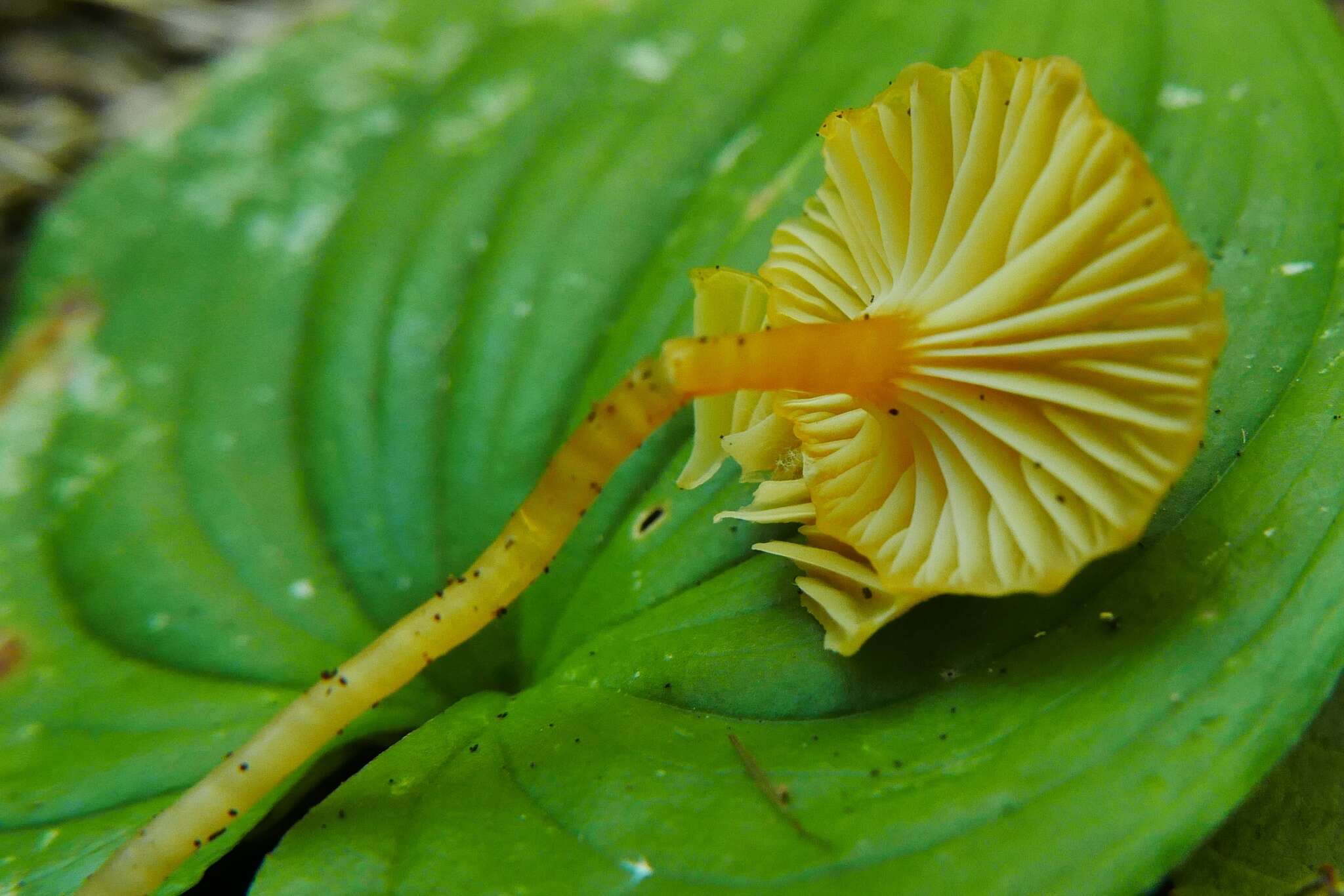 Image of Hygrocybe parvula (Peck) Murrill 1916