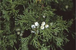 Image of Atlantic white cedar