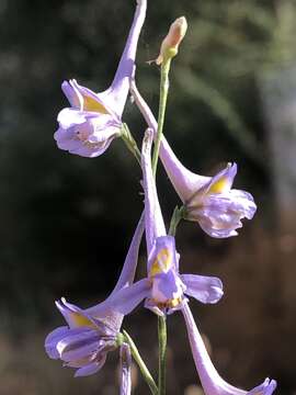 Image de Delphinium gracile DC.