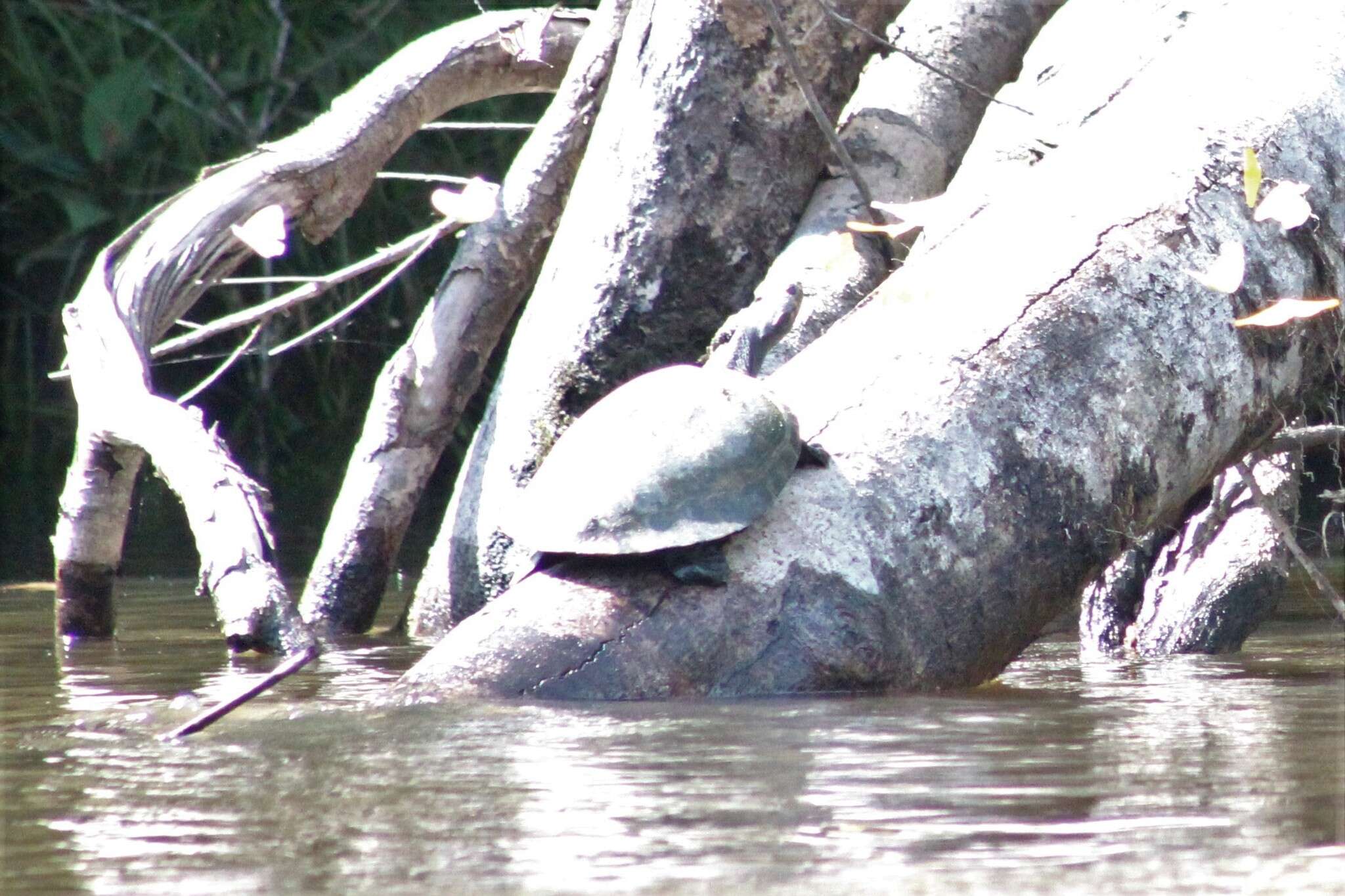 Image of Arrau River Turtle