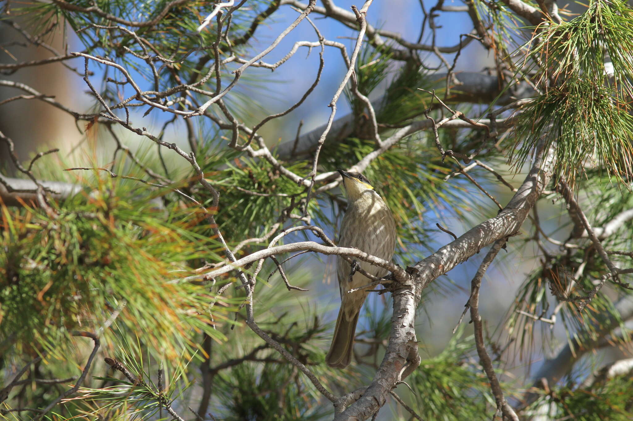 صورة Gavicalis virescens virescens (Vieillot 1817)