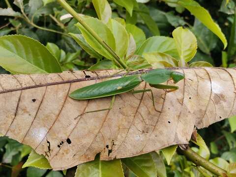 Image of Giant Malaysian Shield Mantis