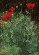 Image of opium poppy