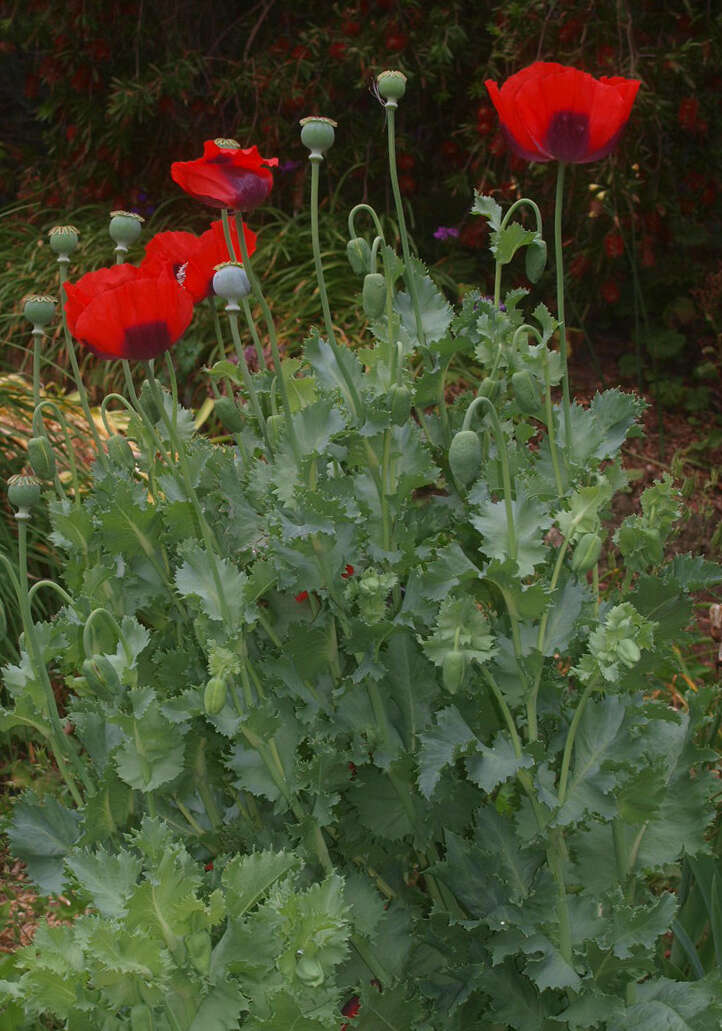 Image of opium poppy