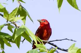 Image of Piranga rubra cooperi Ridgway 1869