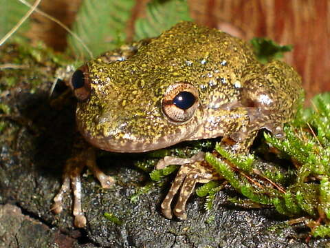 Image of Ololygon longilinea (Lutz 1968)