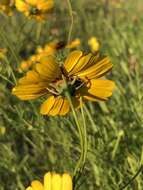 Image de Thelesperma filifolium var. filifolium