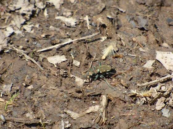 Image of Appalachian Tiger Beetle