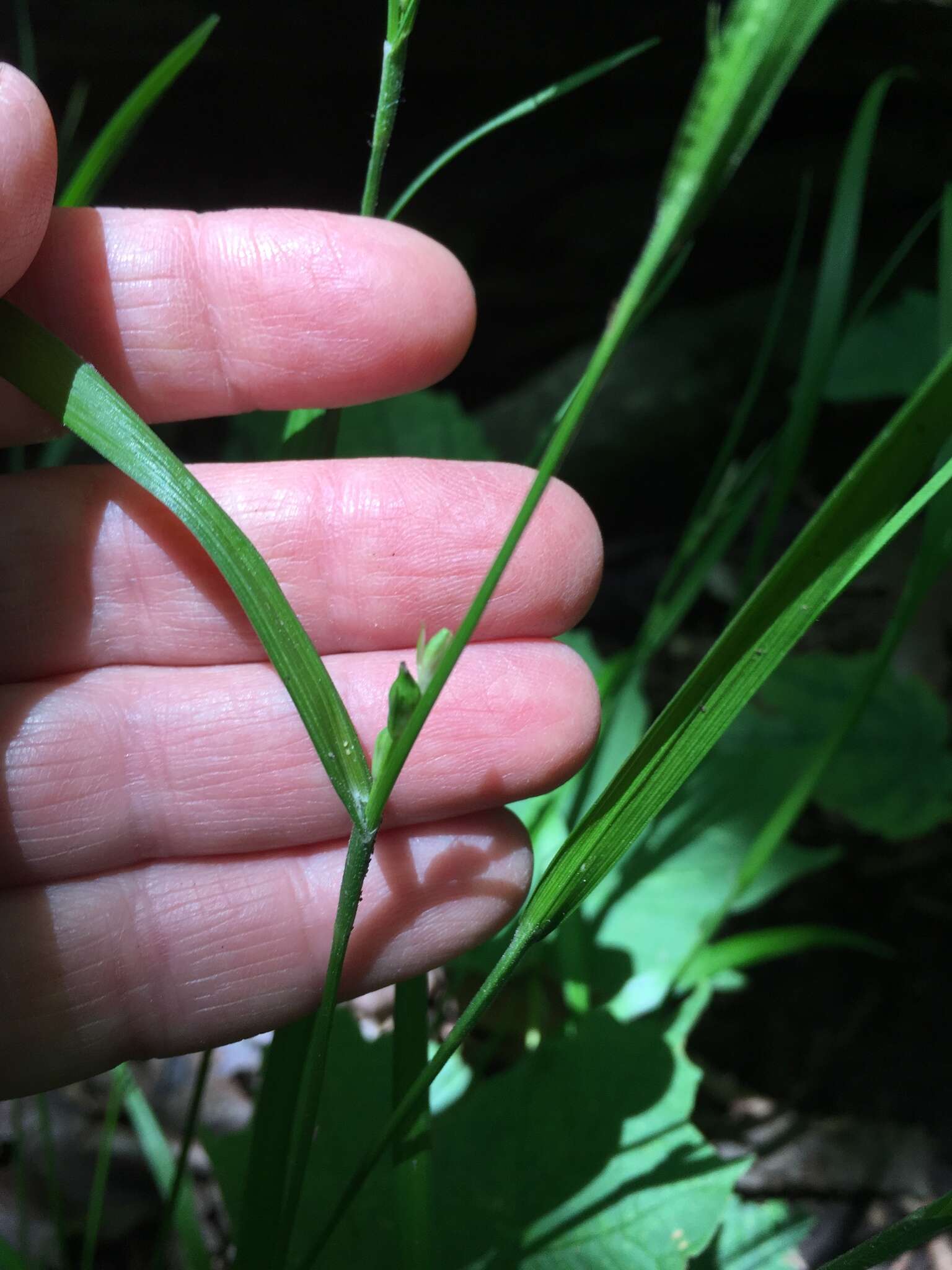 Image of Hitchcock's sedge