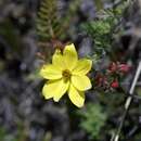 صورة <i>Bidens <i>andicola</i></i> var. andicola