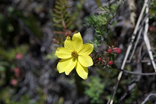 Image of <i>Bidens <i>andicola</i></i> var. andicola