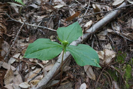 Image of Pacific trillium