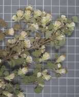 Brickellia veronicifolia (Kunth) A. Gray的圖片