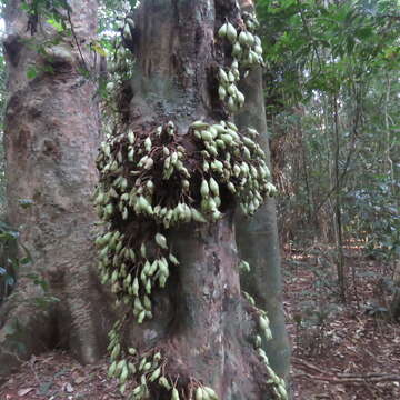 صورة Syzygium cormiflorum (F. Müll.) B. P. M. Hyland