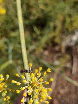 Image of Hylaeus sulphuripes (Gribodo 1894)