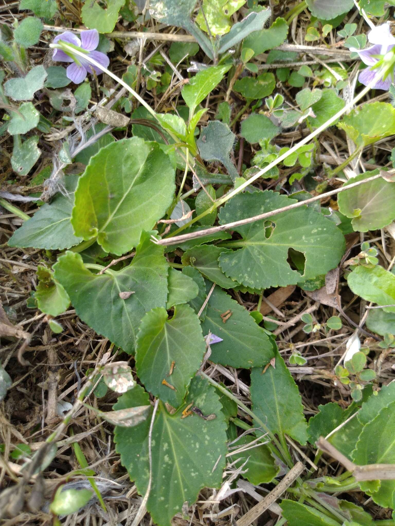 Image of Viola prionantha subsp. confusa (Champion ex Benth.) Y. S. Chen