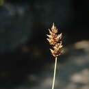 Image of Carex stenophylla Wahlenb.