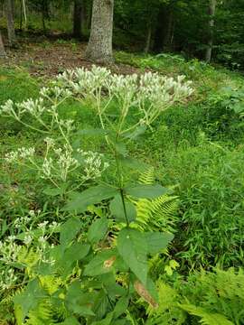 Image of Godfrey's thoroughwort