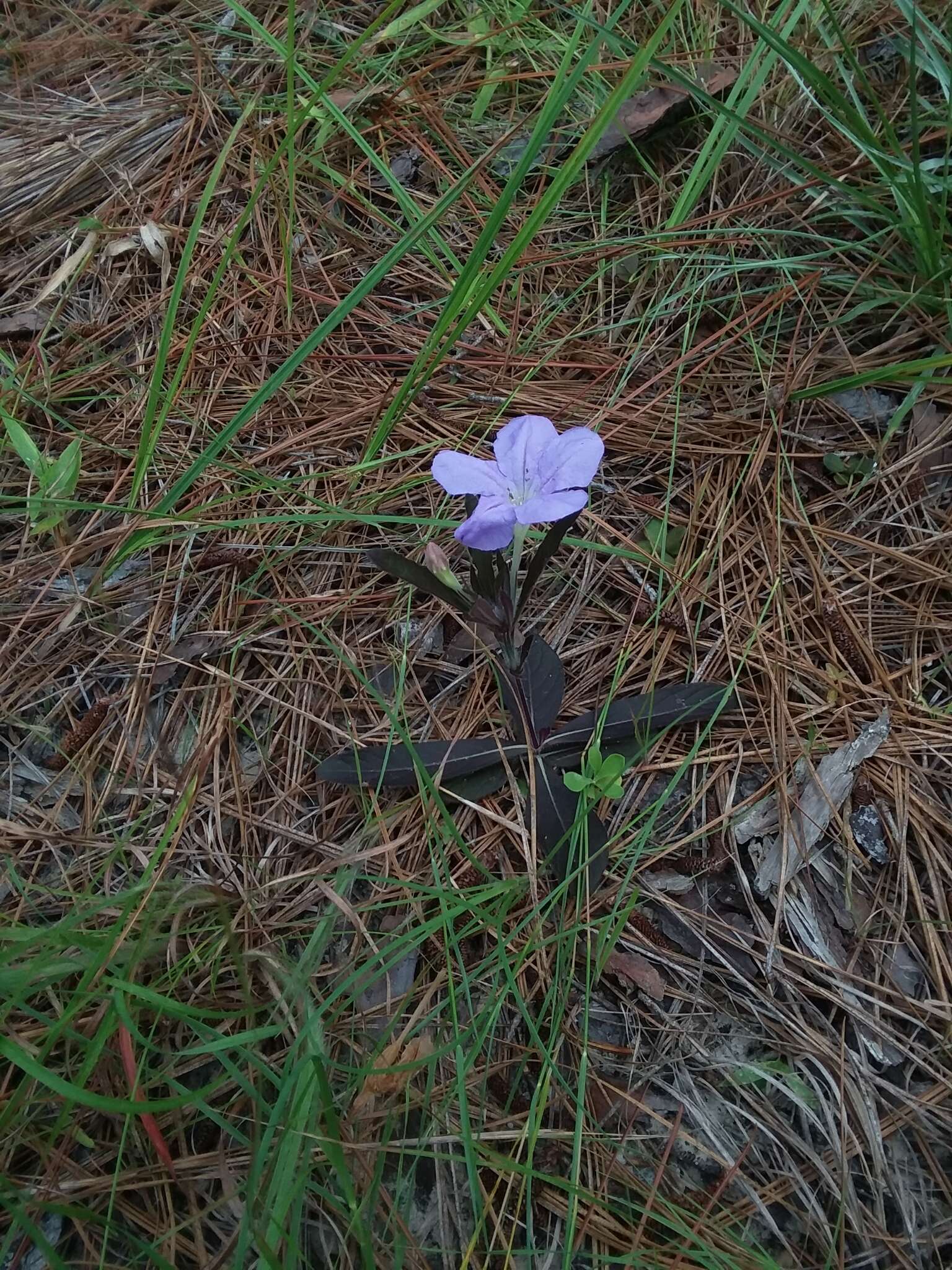 Image of Carolina wild petunia