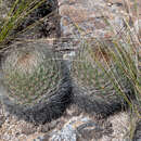 Rebutia fidana (Backeb.) D. R. Hunt的圖片