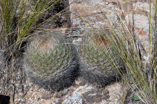 Image de Rebutia fidana (Backeb.) D. R. Hunt