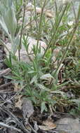 Imagem de Cerastium arvense subsp. strictum (L.) Gaudin