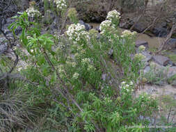 Image of Ageratina brevipes (DC.) R. King & H. Rob.