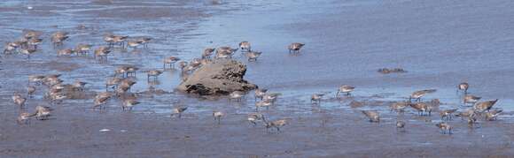 Image of Western Sandpiper