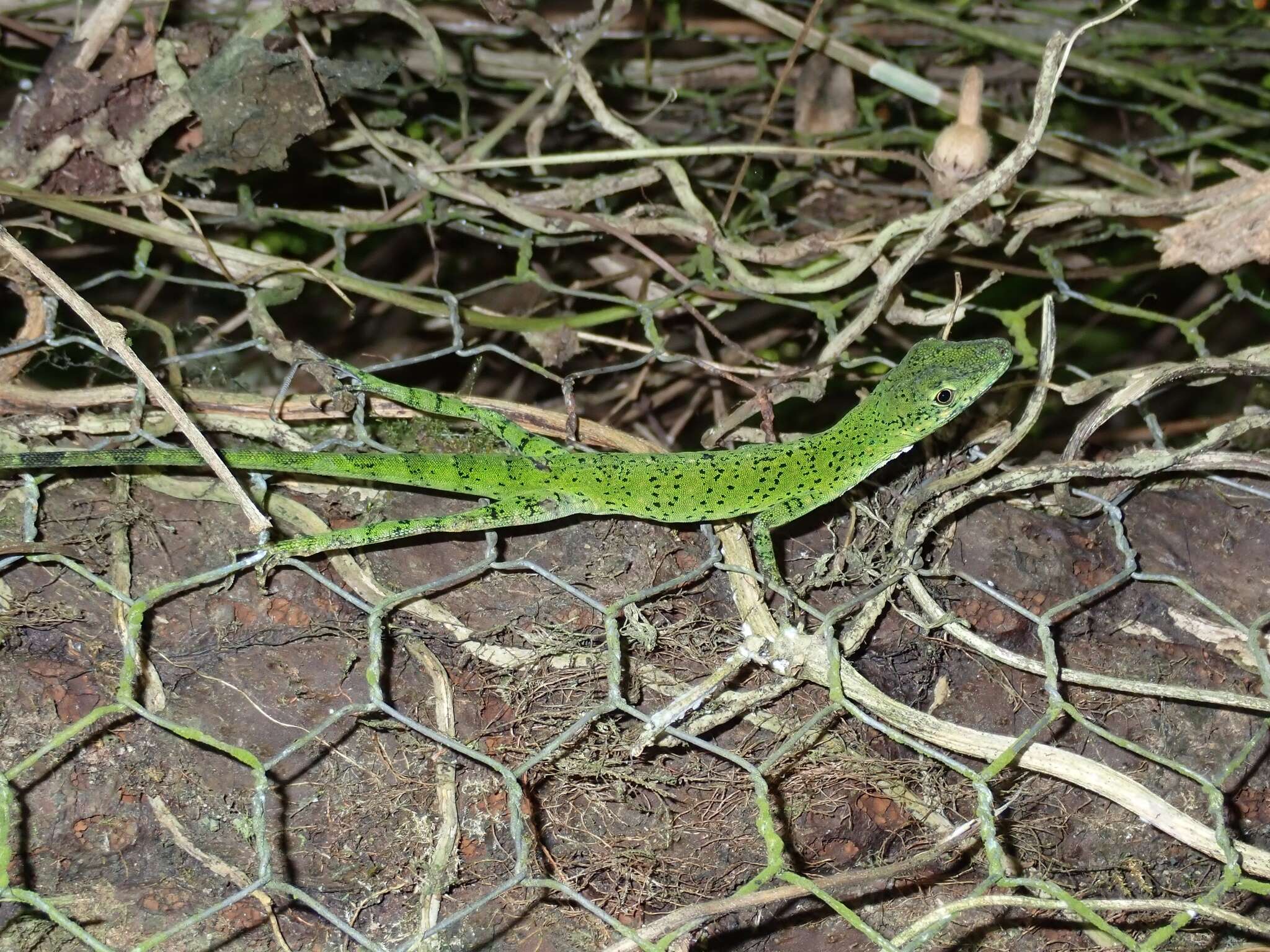 Image of Andes  Anole