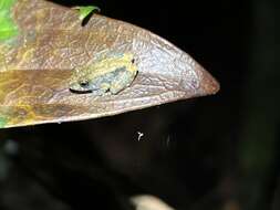 Image of Pristimantis ventrimarmoratus (Boulenger 1912)