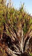 Image of Dracophyllum pearsonii T. Kirk