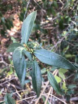 Image of Tricalysia delagoensis Schinz