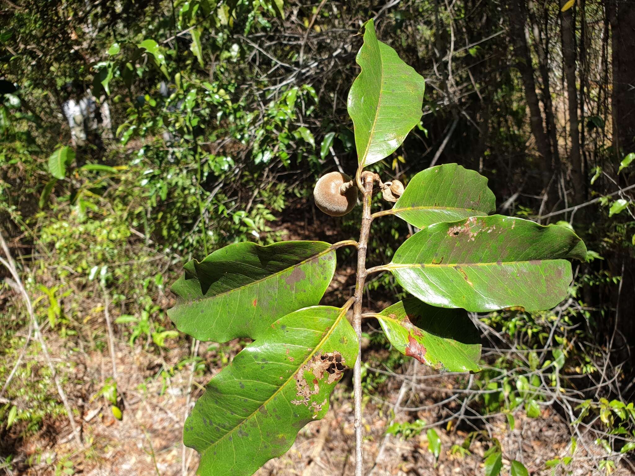 Xyloolaena richardii (Baill.) Baill. resmi