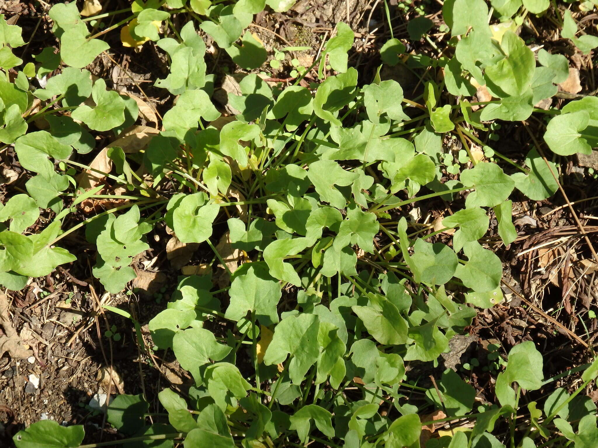 Image of Rumex induratus Boiss. & Reuter