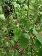 Image of golden mock orange