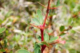 Image de Berberis morrisonensis Hayata