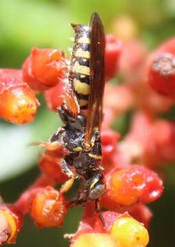 Myzinum carolinianum (Panzer 1806)的圖片