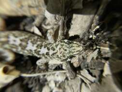 Image of Leaf-toed Gecko