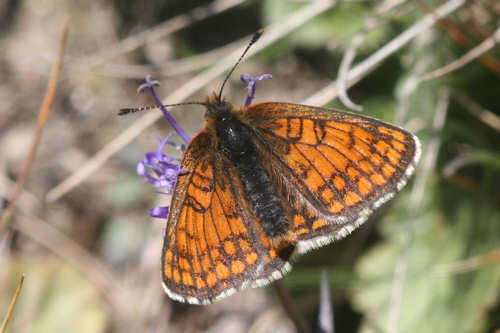 Imagem de Melitaea varia Meyer-Dür 1851