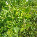 Image of Clematis terniflora var. mandshurica (Rupr.) Ohwi