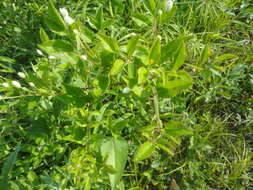 Imagem de Clematis terniflora var. mandshurica (Rupr.) Ohwi