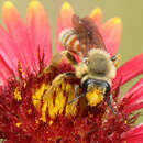 Image of Andrena melliventris Cresson 1872