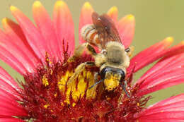 Image of Andrena melliventris Cresson 1872